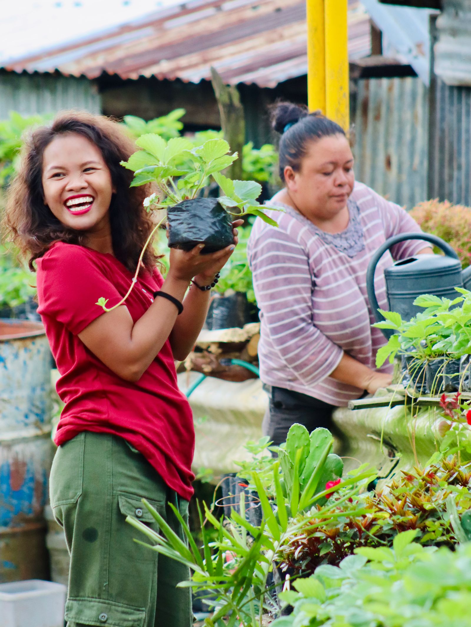 A laughing gardener holding up a young strawberry plant while a neighbour waters seedlings behind her